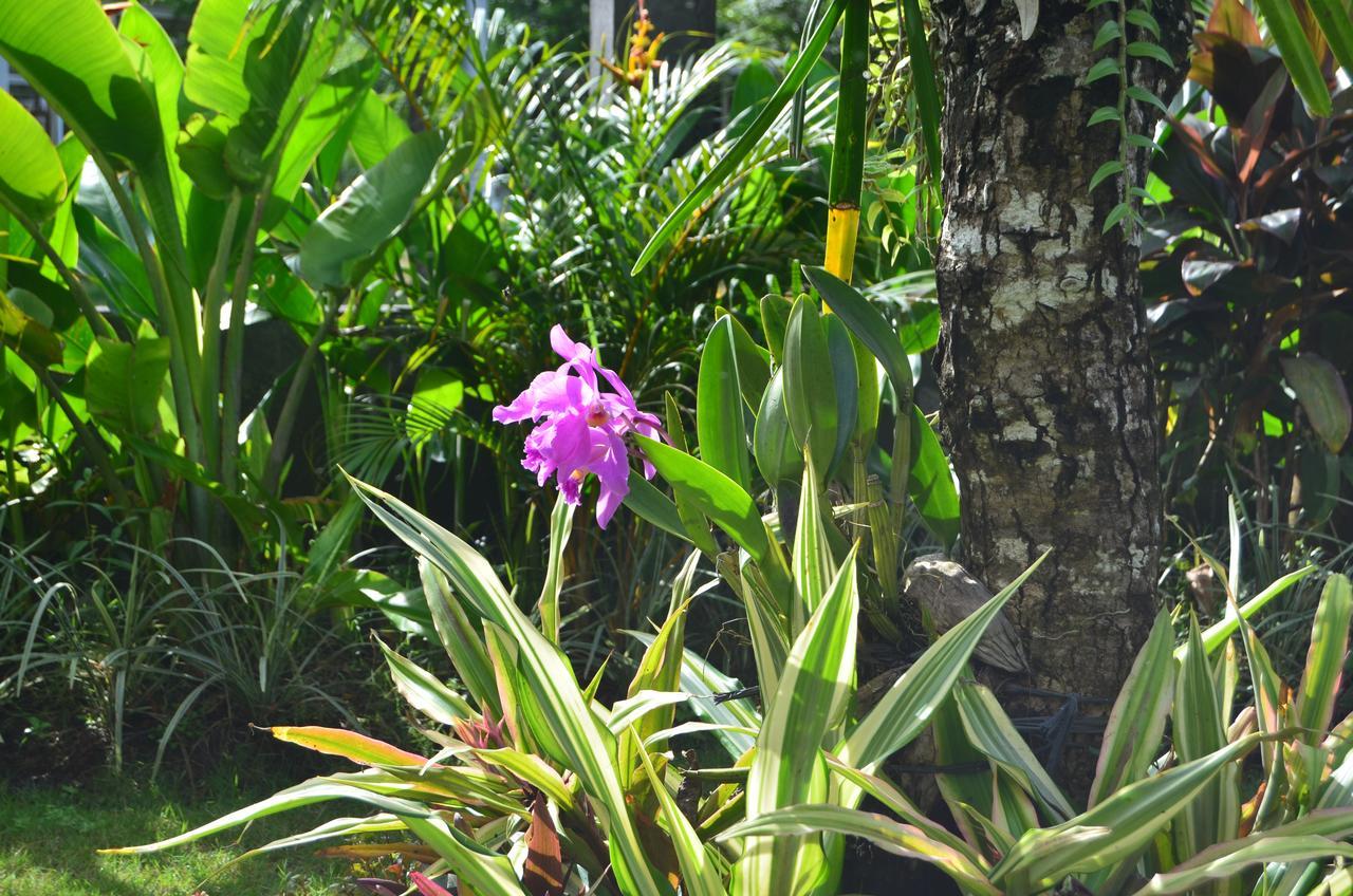 Beluran Serene Guesthouse Selemadeg Extérieur photo